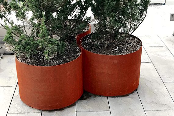 Three Corten Steel round planters with shrubs in them.