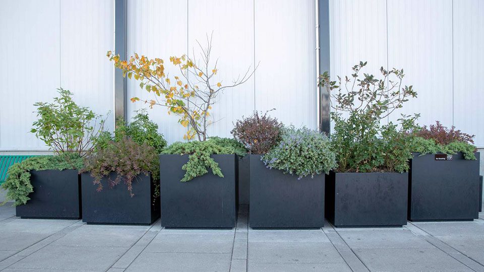 Various black metal cube planters with green plants and leaves in them.