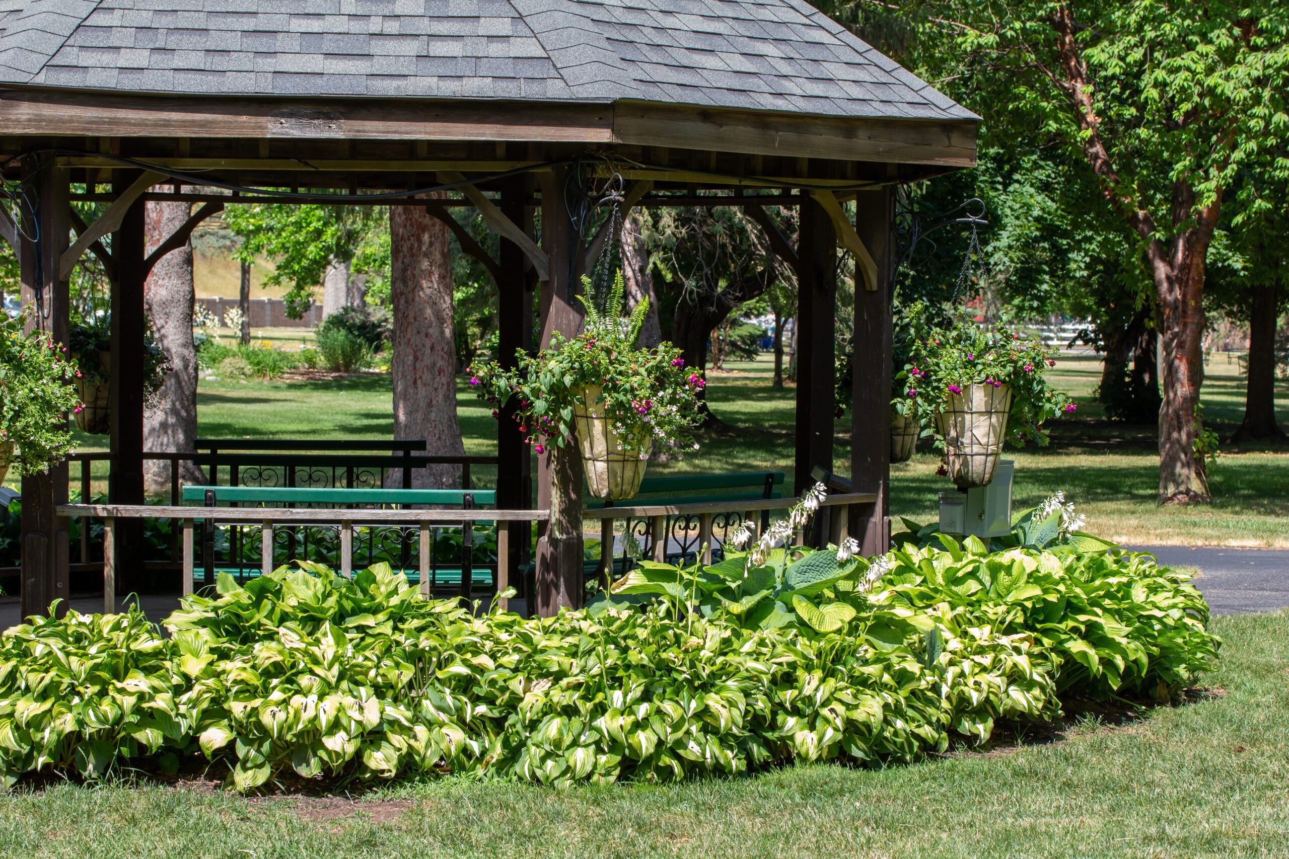 A wooden gazebo surrounded by hostas and hanging baskets of flowers.