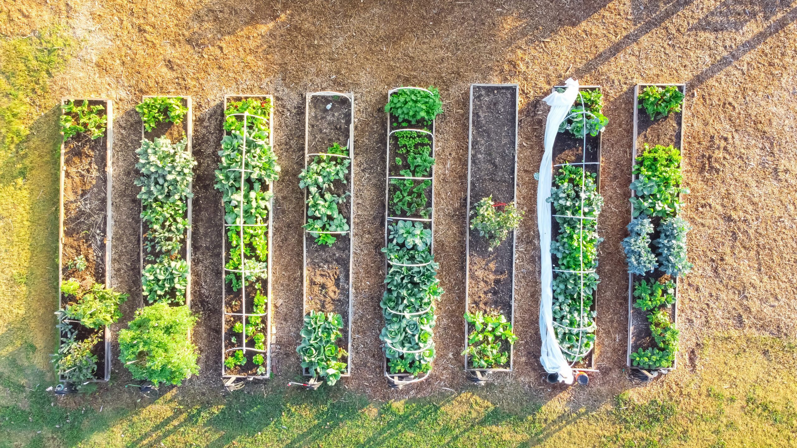 An aerial view of rows of raised garden beds.