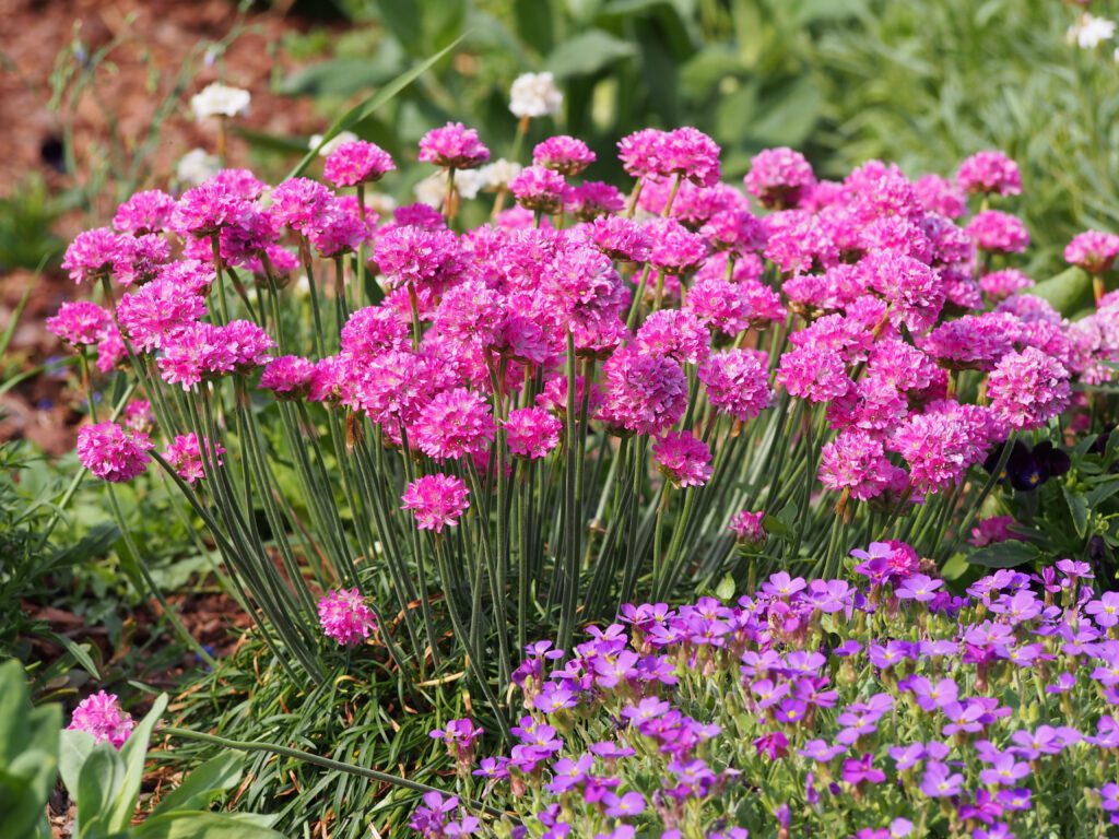Pink Armeria flowers surrounded by purple ones.