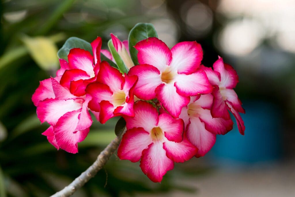 A pink and white desert rose flower.
