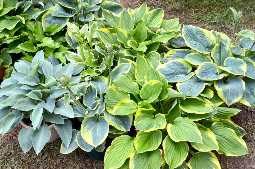 Different hostas in various shades of green and yellow.