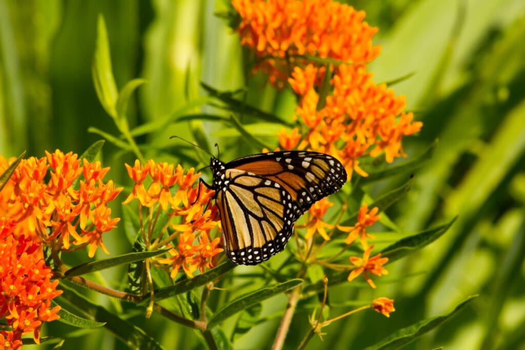 A  monarch butterfly on an orange butterfly weed.