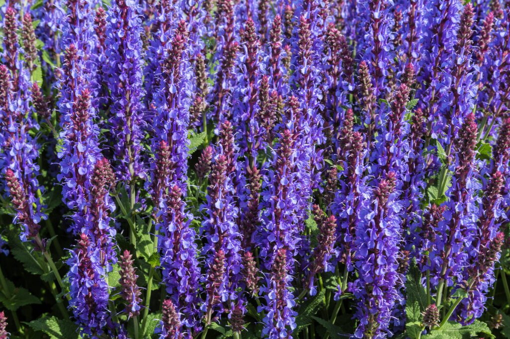 A field of lilac sage flowers.
