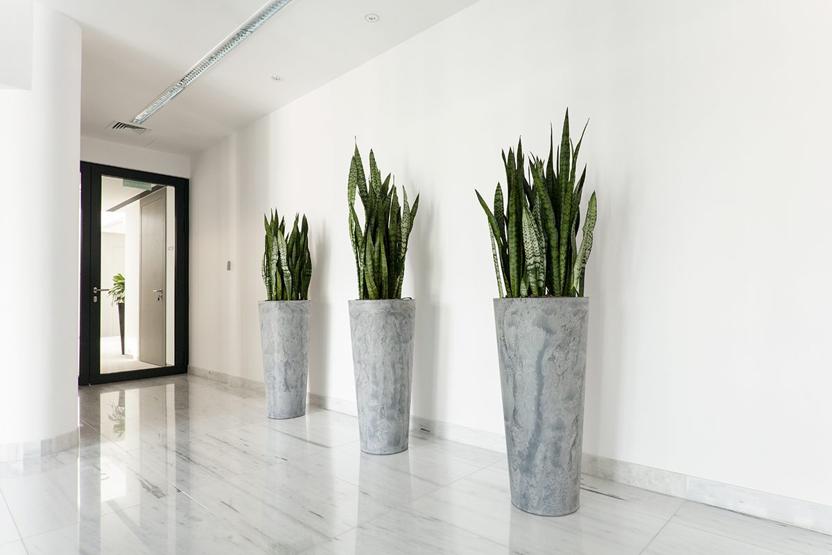 Three tall round Corten Steel planters with spider plants in a hallway.
