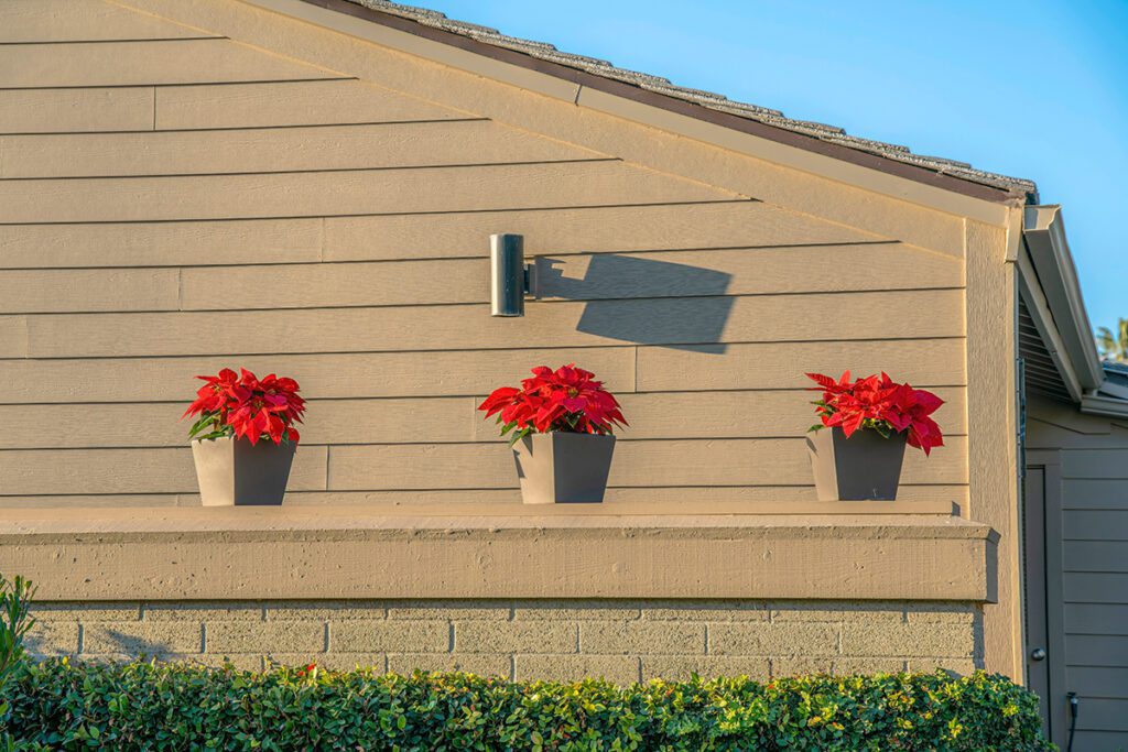 Three red poinsettia plants against a beige wall.