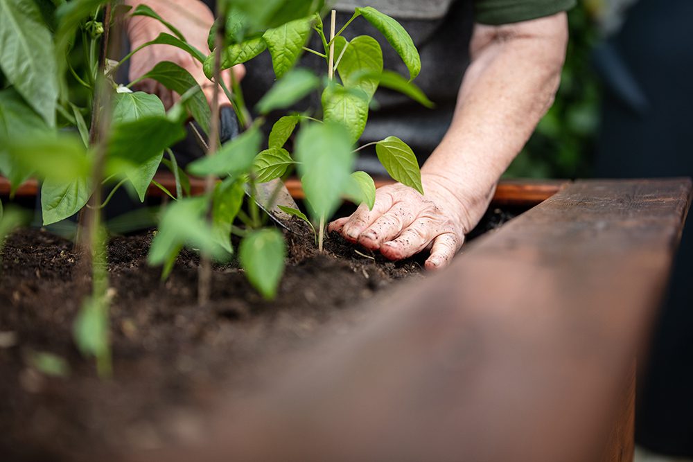 A person planting peppers into a raised container garden.